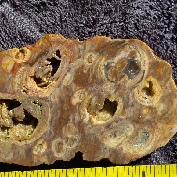 Small cutting of Orbicular Rhyolite - Picture 1 of 10